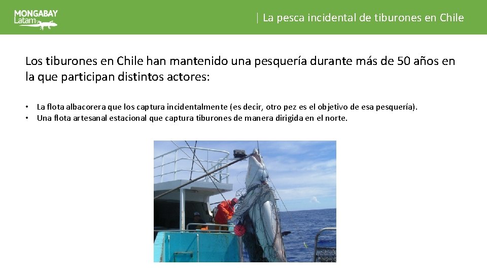 | La pesca incidental de tiburones en Chile Los tiburones en Chile han mantenido
