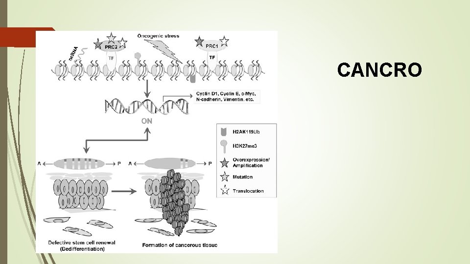 CANCRO 