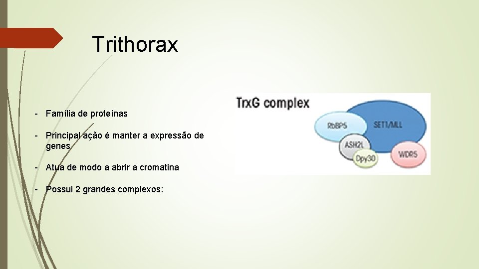 Trithorax - Família de proteínas - Principal ação é manter a expressão de genes