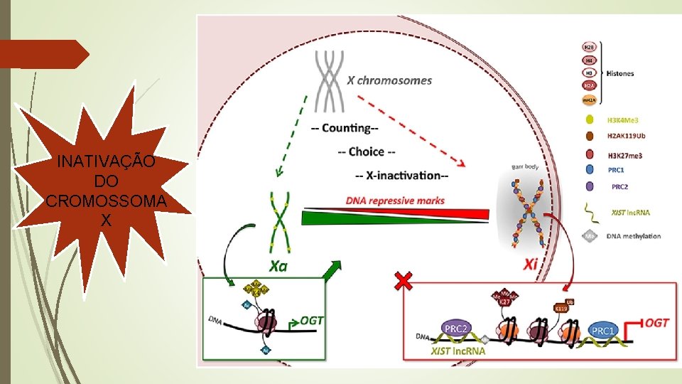 INATIVAÇÃO DO CROMOSSOMA X 