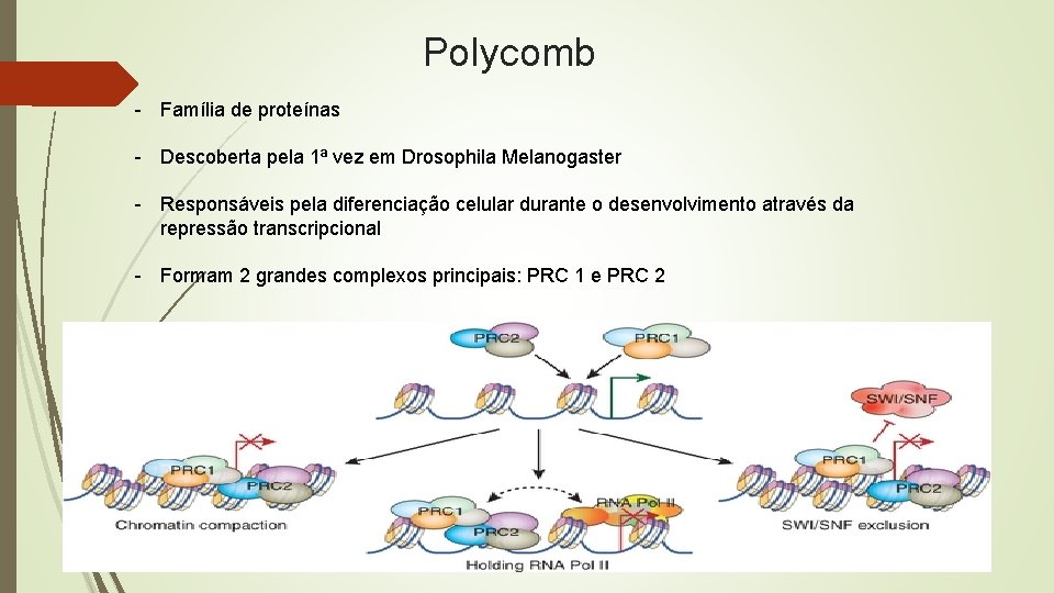 Polycomb - Família de proteínas - Descoberta pela 1ª vez em Drosophila Melanogaster -