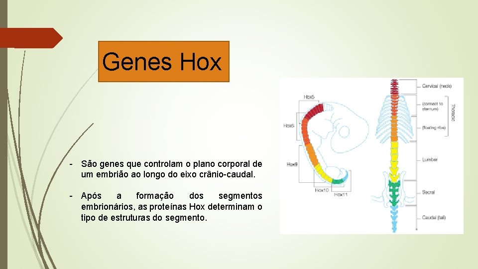 Genes Hox - São genes que controlam o plano corporal de um embrião ao