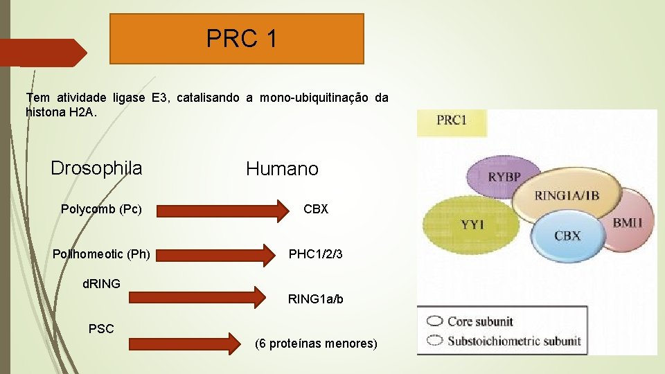 PRC 1 Tem atividade ligase E 3, catalisando a mono-ubiquitinação da histona H 2
