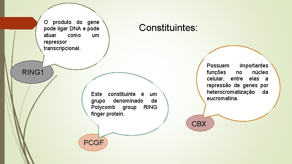 O produto do gene pode ligar DNA e pode atuar como um repressor transcripcional.