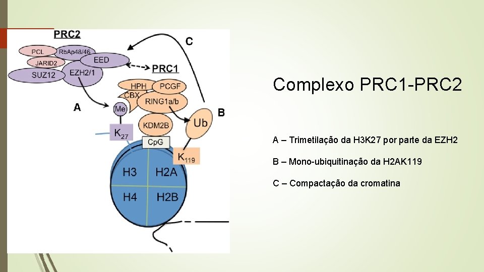 Complexo PRC 1 -PRC 2 A – Trimetilação da H 3 K 27 por