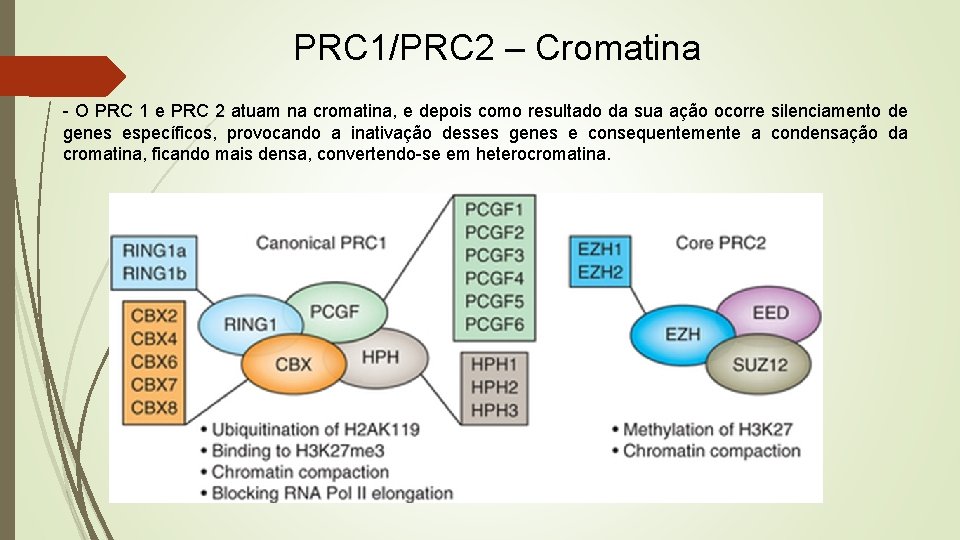 PRC 1/PRC 2 – Cromatina - O PRC 1 e PRC 2 atuam na