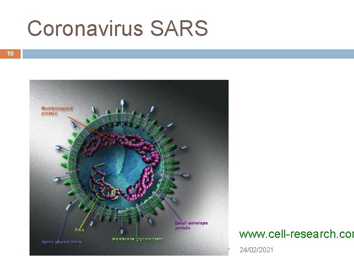 Coronavirus SARS 18 www. cell-research. com André de Carvalho - ICMC/USP 24/02/2021 