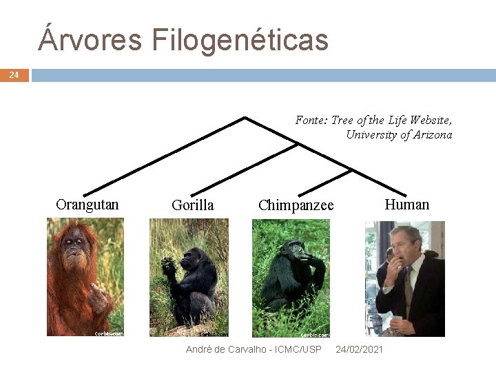 Árvores Filogenéticas 24 Fonte: Tree of the Life Website, University of Arizona Orangutan Gorilla