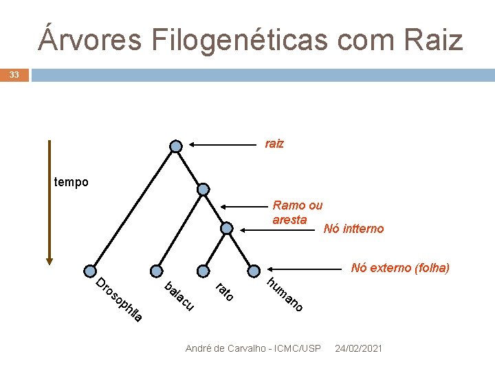 Árvores Filogenéticas com Raiz 33 raiz tempo Ramo ou aresta op ba hi la