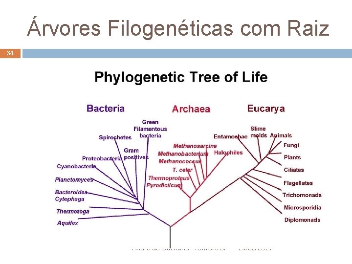 Árvores Filogenéticas com Raiz 34 André de Carvalho - ICMC/USP 24/02/2021 