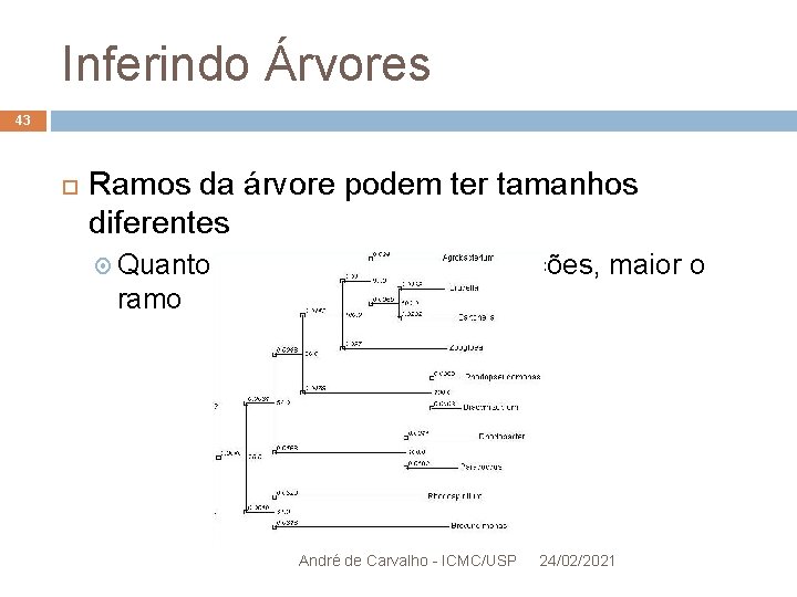 Inferindo Árvores 43 Ramos da árvore podem ter tamanhos diferentes Quanto maior o número