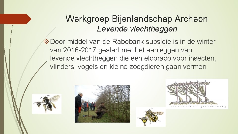 Werkgroep Bijenlandschap Archeon Levende vlechtheggen Door middel van de Rabobank subsidie is in de