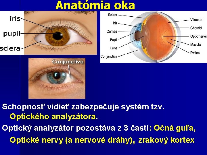 Anatómia oka Schopnosť vidieť zabezpečuje systém tzv. Optického analyzátora. Optický analyzátor pozostáva z 3