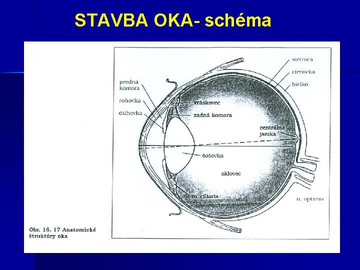  STAVBA OKA- schéma 