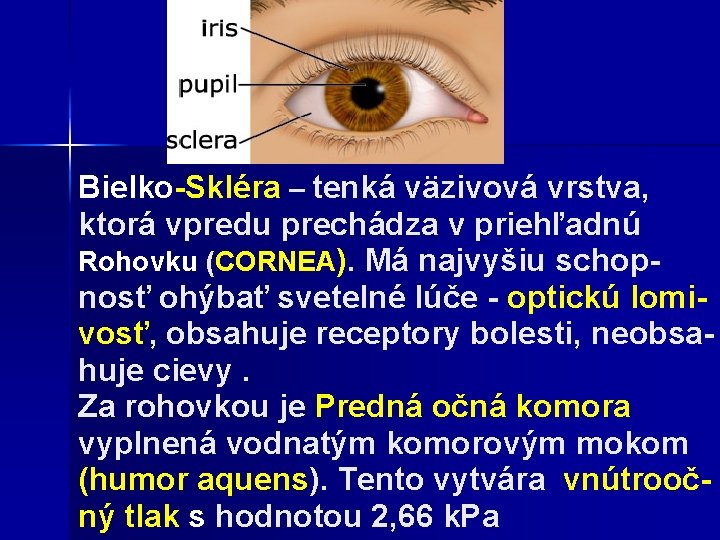 Bielko-Skléra – tenká väzivová vrstva, ktorá vpredu prechádza v priehľadnú Rohovku (CORNEA). Má najvyšiu