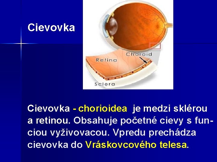 Cievovka - chorioidea je medzi sklérou a retinou. Obsahuje početné cievy s funciou vyživovacou.