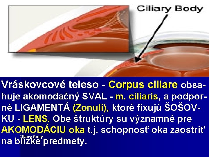 Vráskovcové teleso - Corpus ciliare obsahuje akomodačný SVAL - m. ciliaris, a podporné LIGAMENTÁ