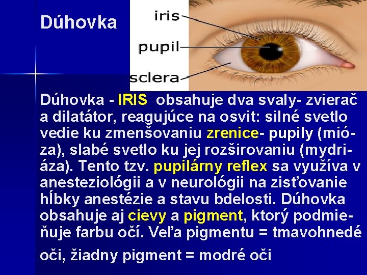 Dúhovka - IRIS obsahuje dva svaly- zvierač a dilatátor, reagujúce na osvit: silné svetlo