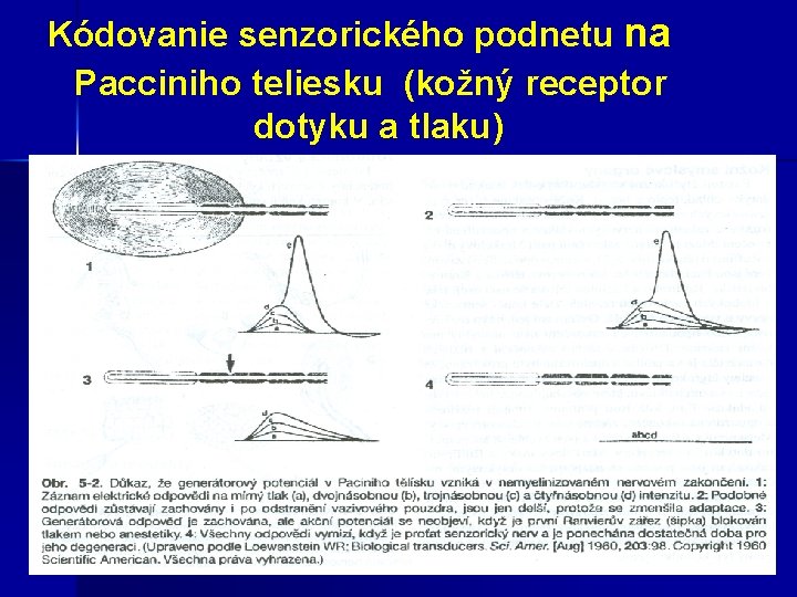  Kódovanie senzorického podnetu na Pacciniho teliesku (kožný receptor dotyku a tlaku) 
