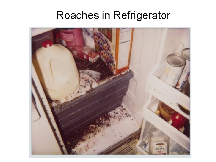 Roaches in Refrigerator 