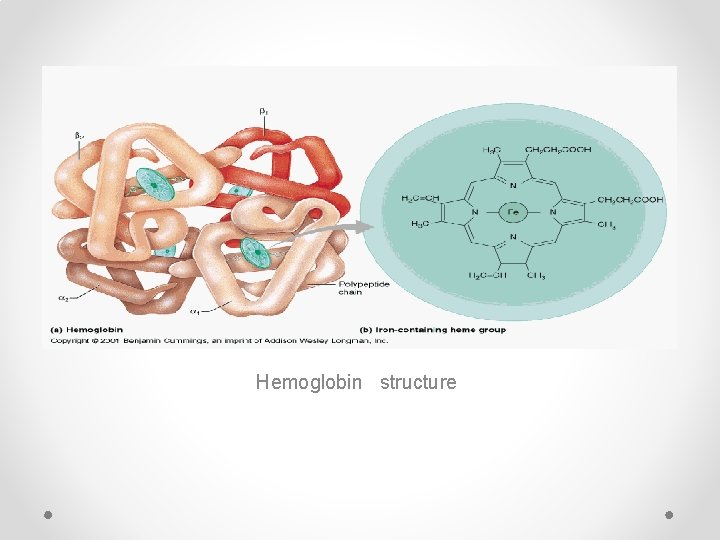 Hemoglobin structure 