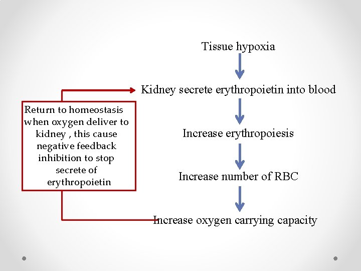 Tissue hypoxia Kidney secrete erythropoietin into blood Return to homeostasis when oxygen deliver to