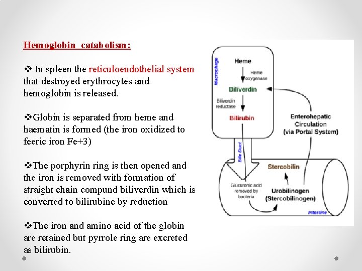 Hemoglobin catabolism: v In spleen the reticuloendothelial system that destroyed erythrocytes and hemoglobin is