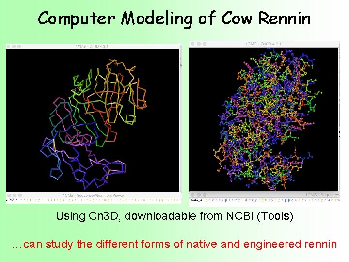 Computer Modeling of Cow Rennin Using Cn 3 D, downloadable from NCBI (Tools) …can