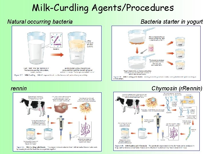 Milk-Curdling Agents/Procedures Natural occurring bacteria rennin Bacteria starter in yogurt Chymosin (r. Rennin) 
