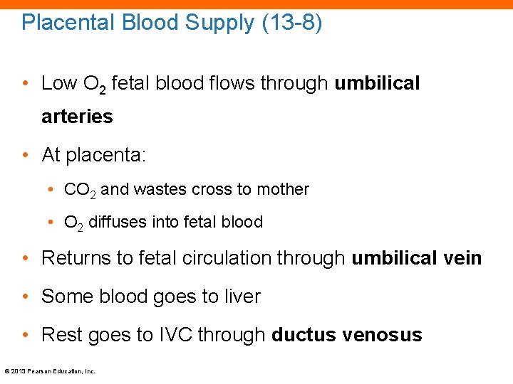 Placental Blood Supply (13 -8) • Low O 2 fetal blood flows through umbilical