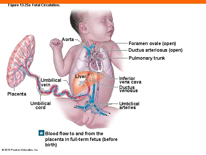 Figure 13 -25 a Fetal Circulation. Aorta Foramen ovale (open) Ductus arteriosus (open) Pulmonary