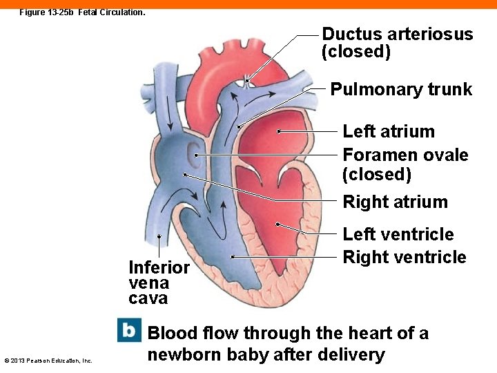 Figure 13 -25 b Fetal Circulation. Ductus arteriosus (closed) Pulmonary trunk Left atrium Foramen