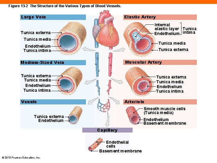 Figure 13 -2 The Structure of the Various Types of Blood Vessels. Large Vein