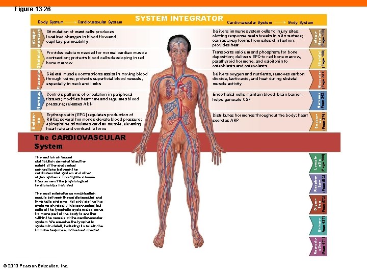 Figure 13 -26 Cardiovascular System SYSTEM INTEGRATOR Cardiovascular System Body System Stimulation of mast