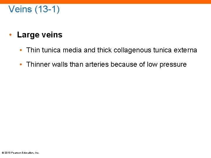 Veins (13 -1) • Large veins • Thin tunica media and thick collagenous tunica