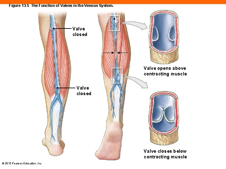 Figure 13 -5 The Function of Valves in the Venous System. Valve closed Valve