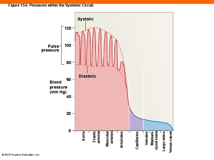 Figure 13 -6 Pressures within the Systemic Circuit. Systolic 120 Pulse pressure 100 80