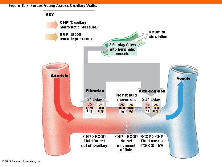 Figure 13 -7 Forces Acting Across Capillary Walls. KEY CHP (Capillary hydrostatic pressure) Return