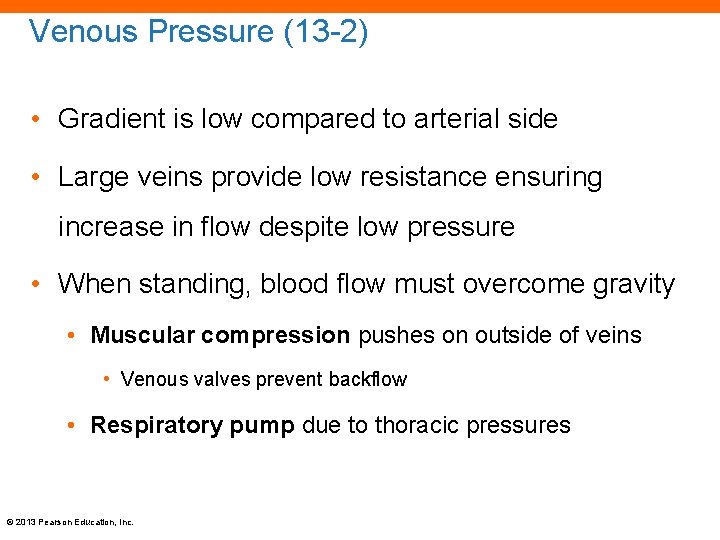 Venous Pressure (13 -2) • Gradient is low compared to arterial side • Large