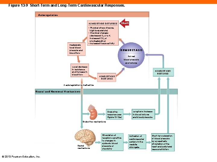 Figure 13 -9 Short-Term and Long-Term Cardiovascular Responses. Autoregulation HOMEOSTASIS DISTURBED Inadequate local blood