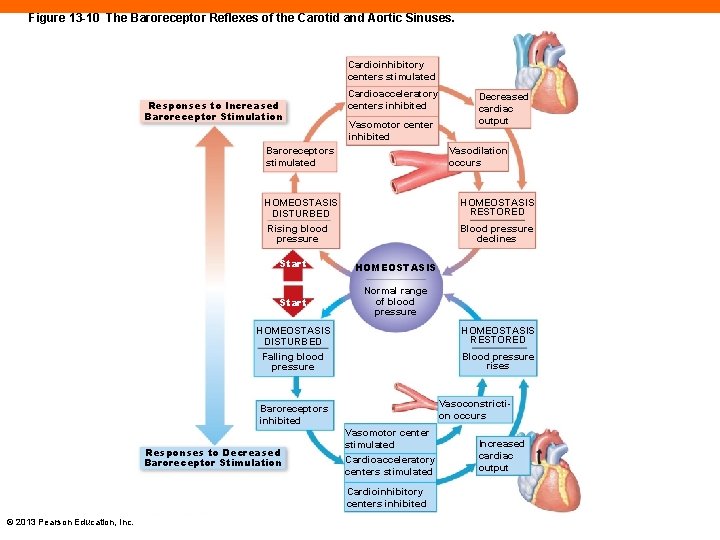 Figure 13 -10 The Baroreceptor Reflexes of the Carotid and Aortic Sinuses. Cardioinhibitory centers