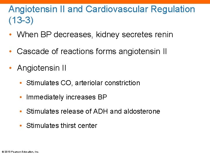 Angiotensin II and Cardiovascular Regulation (13 -3) • When BP decreases, kidney secretes renin