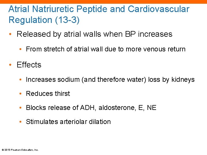 Atrial Natriuretic Peptide and Cardiovascular Regulation (13 -3) • Released by atrial walls when