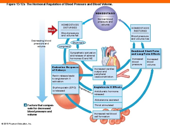 Figure 13 -12 a The Hormonal Regulation of Blood Pressure and Blood Volume. HOMEOSTASIS