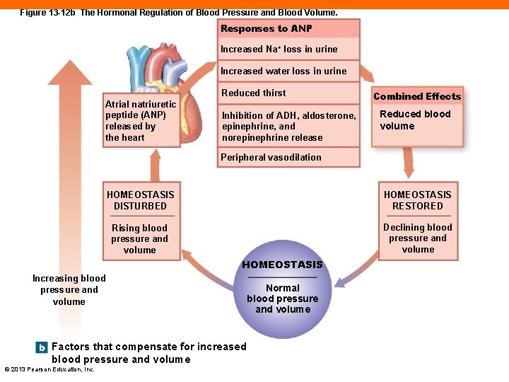 Figure 13 -12 b The Hormonal Regulation of Blood Pressure and Blood Volume. Responses