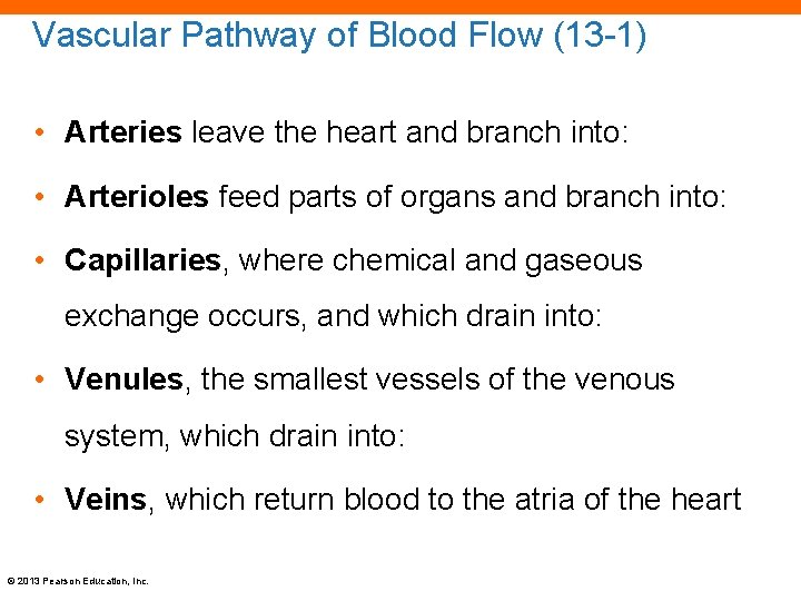 Vascular Pathway of Blood Flow (13 -1) • Arteries leave the heart and branch