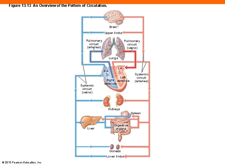 Figure 13 -13 An Overview of the Pattern of Circulation. Brain Upper limbs Pulmonary