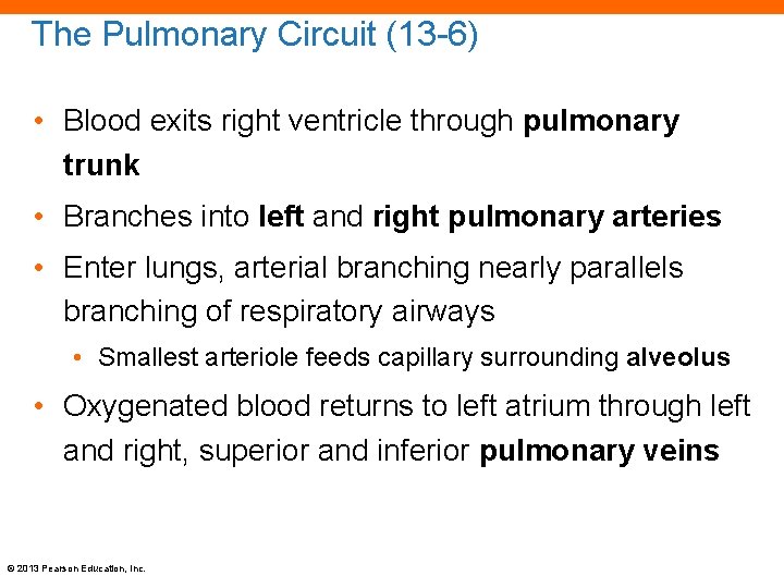 The Pulmonary Circuit (13 -6) • Blood exits right ventricle through pulmonary trunk •