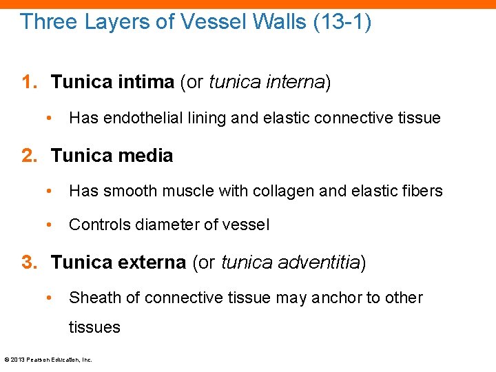 Three Layers of Vessel Walls (13 -1) 1. Tunica intima (or tunica interna) •