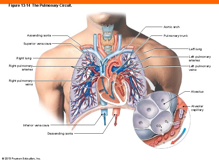 Figure 13 -14 The Pulmonary Circuit. Aortic arch Ascending aorta Pulmonary trunk Superior vena